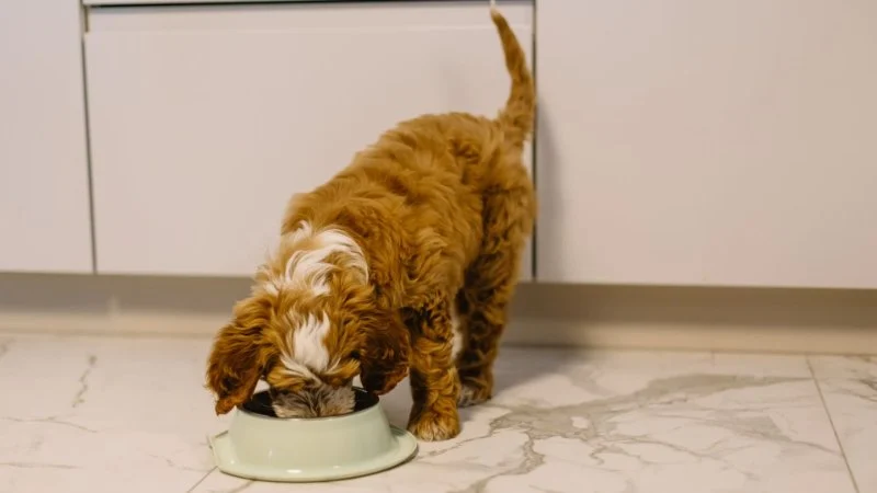Best Dog Food for Puppies Prone to Stomach Issues