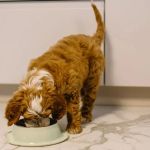 Best Dog Food for Puppies Prone to Stomach Issues