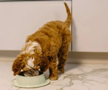 Best Dog Food for Puppies Prone to Stomach Issues