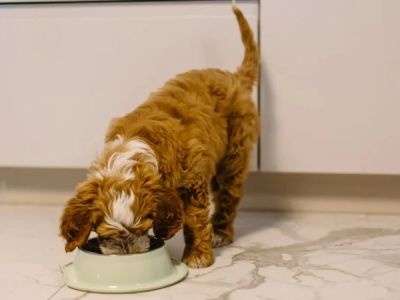 Best Dog Food for Puppies Prone to Stomach Issues
