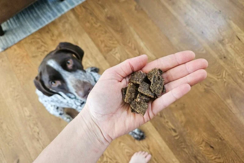 Best Training Treats for Large Dogs That Improve Obedience and Focus
