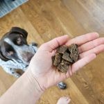Best Training Treats for Large Dogs That Improve Obedience and Focus