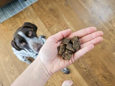 Best Training Treats for Large Dogs That Improve Obedience and Focus