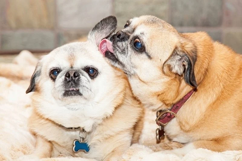 Why Do Dogs Flick Their Ears When Listening? Meaning Explained