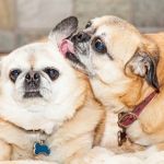 Why Do Dogs Flick Their Ears When Listening? Meaning Explained