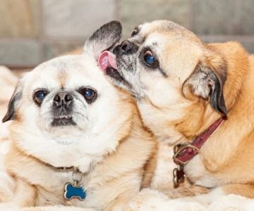 Why Do Dogs Flick Their Ears When Listening? Meaning Explained
