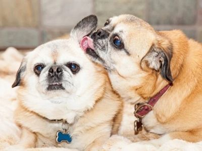 Why Do Dogs Flick Their Ears When Listening? Meaning Explained