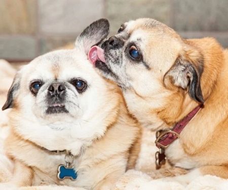 Why Do Dogs Flick Their Ears When Listening? Meaning Explained