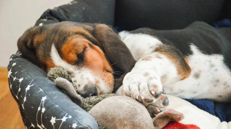 How to Help Your Dog Sleep Better at Night: Tips for Restful Canine Sleep
