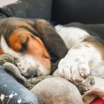 How to Help Your Dog Sleep Better at Night: Tips for Restful Canine Sleep