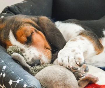 How to Help Your Dog Sleep Better at Night: Tips for Restful Canine Sleep