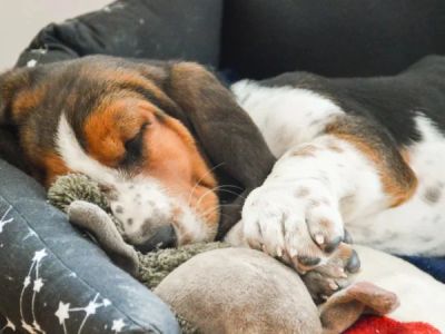 How to Help Your Dog Sleep Better at Night: Tips for Restful Canine Sleep