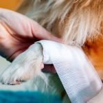 How to Build a First Aid Kit for Your Dog: Complete Pet Safety Guide