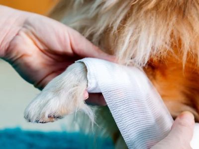 How to Build a First Aid Kit for Your Dog: Complete Pet Safety Guide