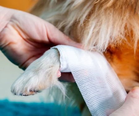How to Build a First Aid Kit for Your Dog: Complete Pet Safety Guide
