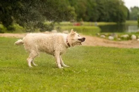 Why Do Dogs Shake Their Whole Body Suddenly? Causes Explained
