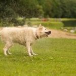 Why Do Dogs Shake Their Whole Body Suddenly? Causes Explained