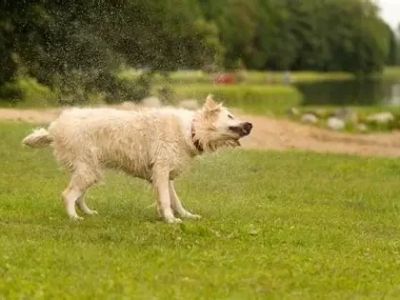 Why Do Dogs Shake Their Whole Body Suddenly? Causes Explained