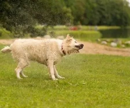 Why Do Dogs Shake Their Whole Body Suddenly? Causes Explained