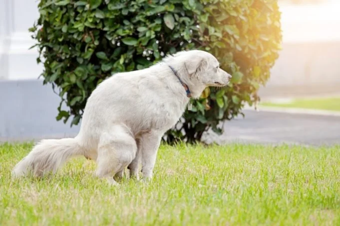 How to Help a Dog With Constipation Issues – Safe & Effective Relief Guide