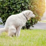 How to Help a Dog With Constipation Issues – Safe & Effective Relief Guide