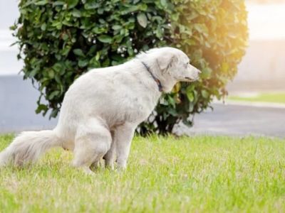 How to Help a Dog With Constipation Issues – Safe & Effective Relief Guide