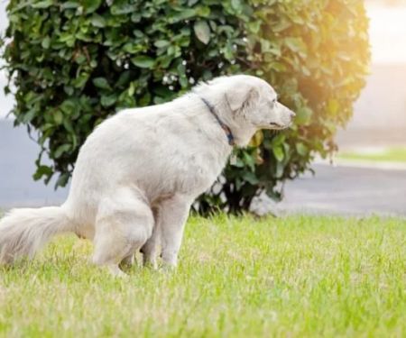 How to Help a Dog With Constipation Issues – Safe & Effective Relief Guide