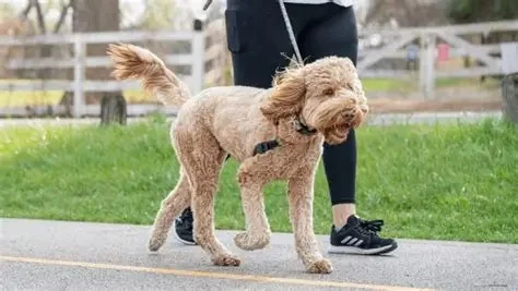Best Daily Exercise Routines for Active Dogs
