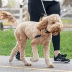 Best Daily Exercise Routines for Active Dogs