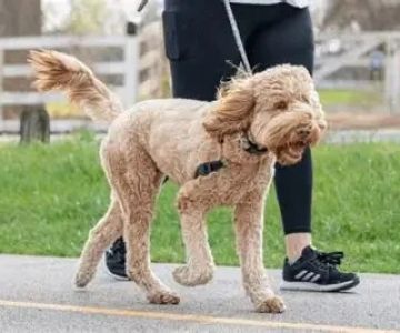 Best Daily Exercise Routines for Active Dogs