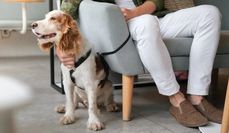 How to Help Dogs With Fear of New Places and Build Confidence