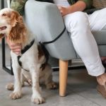 How to Help Dogs With Fear of New Places and Build Confidence