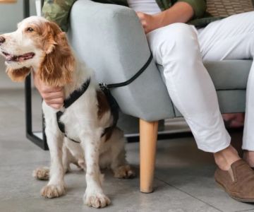 How to Help Dogs With Fear of New Places and Build Confidence
