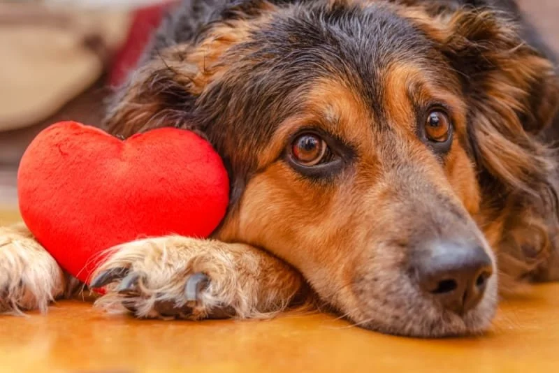 What to Know About Canine Heart Disease and Early Warning Signs