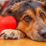 What to Know About Canine Heart Disease and Early Warning Signs