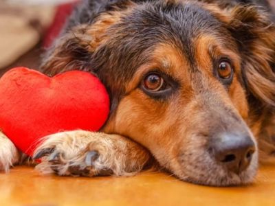 What to Know About Canine Heart Disease and Early Warning Signs
