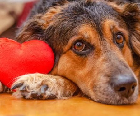 What to Know About Canine Heart Disease and Early Warning Signs