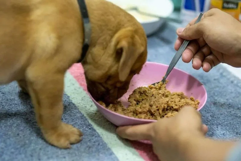 How to Help a Dog With Constipation Issues: Effective Tips for Dog Owners