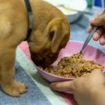 How to Help a Dog With Constipation Issues: Effective Tips for Dog Owners