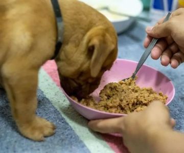 How to Help a Dog With Constipation Issues: Effective Tips for Dog Owners
