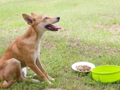 How to Help Dogs With Sensitive Stomachs After Meals Safely and Naturally
