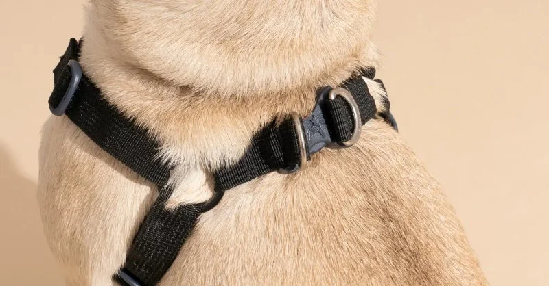 Best Dog Harnesses for Small Breeds: Comfort, Safety & Fit Guide