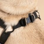 Best Dog Harnesses for Small Breeds: Comfort, Safety & Fit Guide
