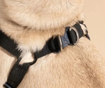 Best Dog Harnesses for Small Breeds: Comfort, Safety & Fit Guide