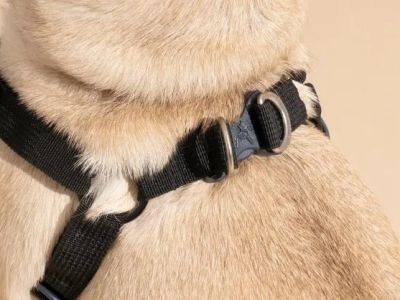 Best Dog Harnesses for Small Breeds: Comfort, Safety & Fit Guide