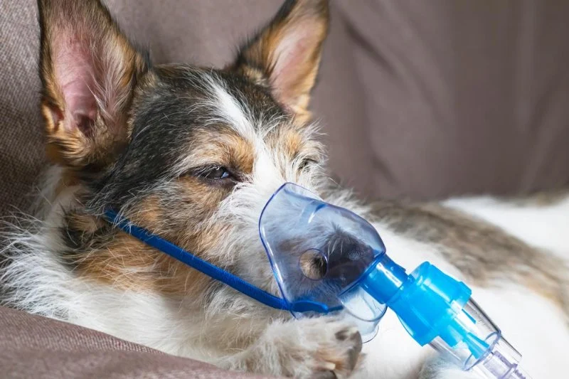 Signs of Canine Respiratory Infections to Watch For in Dogs