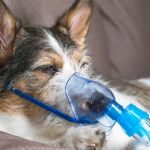 Signs of Canine Respiratory Infections to Watch For in Dogs