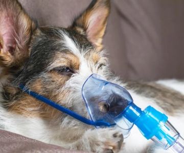 Signs of Canine Respiratory Infections to Watch For in Dogs