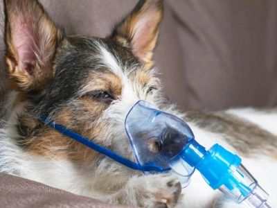 Signs of Canine Respiratory Infections to Watch For in Dogs