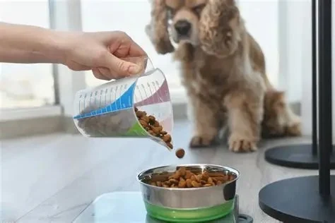 Best Dog Foods for Sensitive Skin and Coat Shine